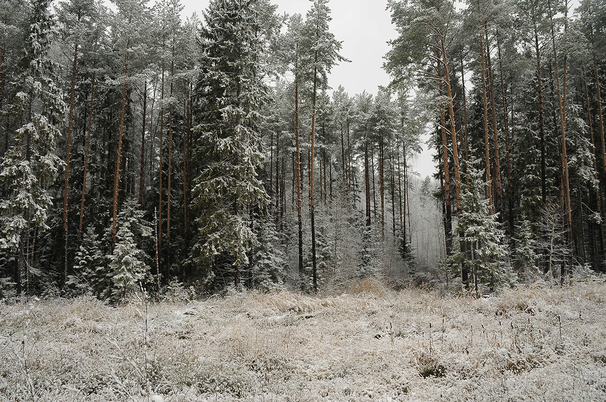 ноябрьский лес - Galina 