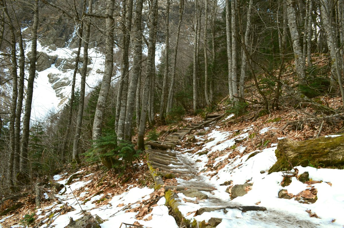 Дорога в горный лес - Marina Timoveewa