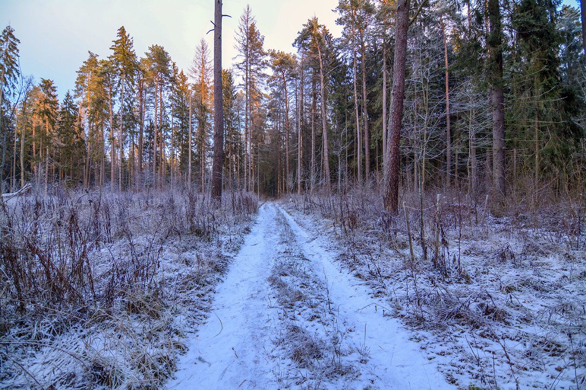 В зимнем лесу - Vladimir 