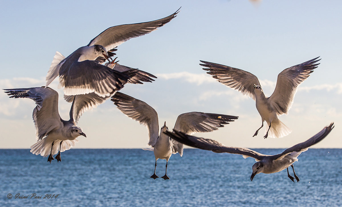 Morning dance of seagals - Irini Pasi