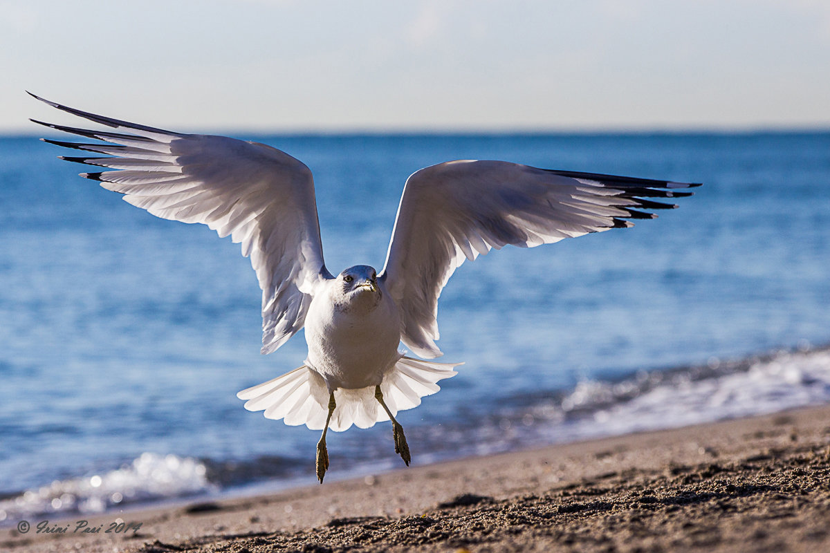 Morning dance of seagals - Irini Pasi