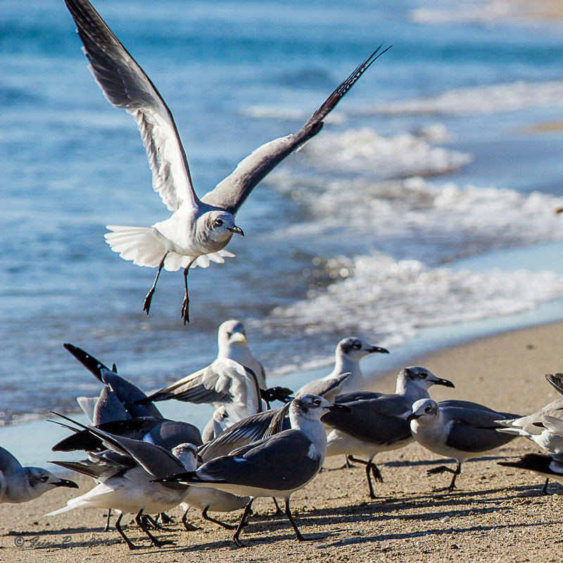 Morning dance of seagals - Irini Pasi