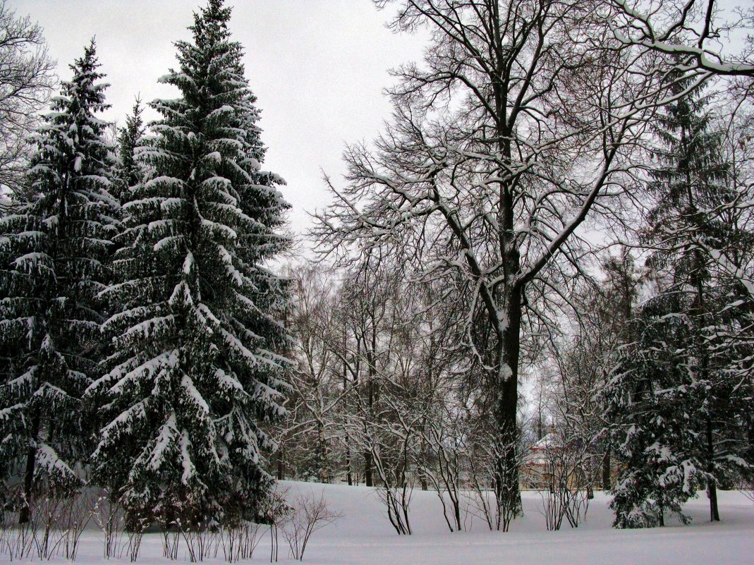 Новогодние красавицы. - ТАТЬЯНА (tatik)