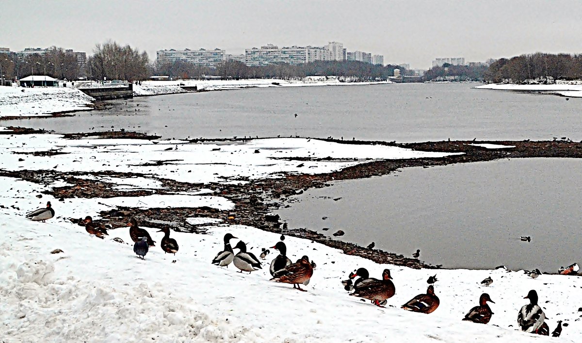 Серое небо... - Владимир Болдырев