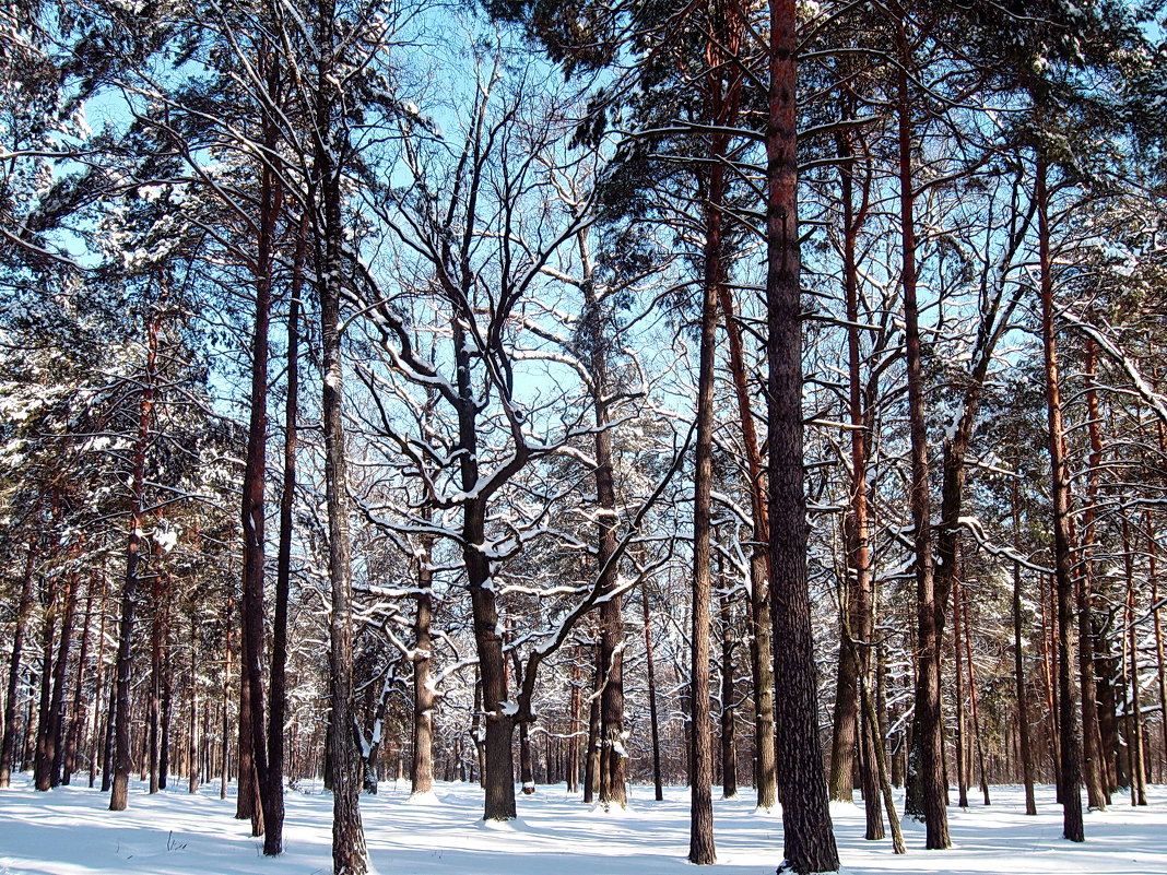 В зимнем лесу - Liliya Kharlamova
