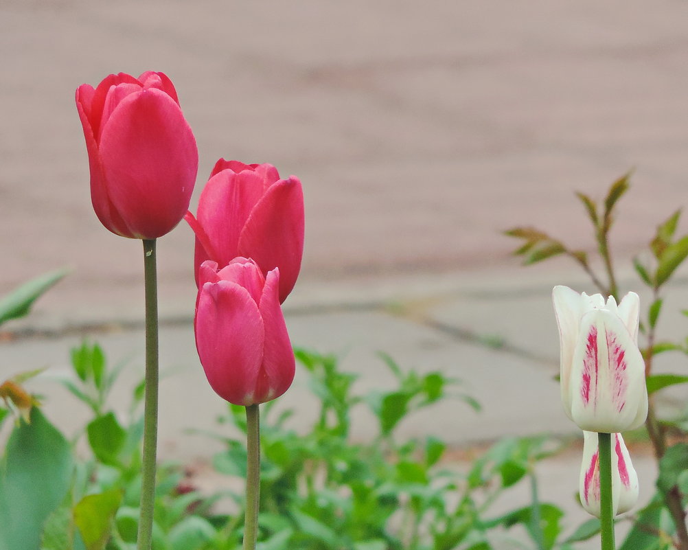 Тюльпаны в монастырском саду. - Геннадий Александрович