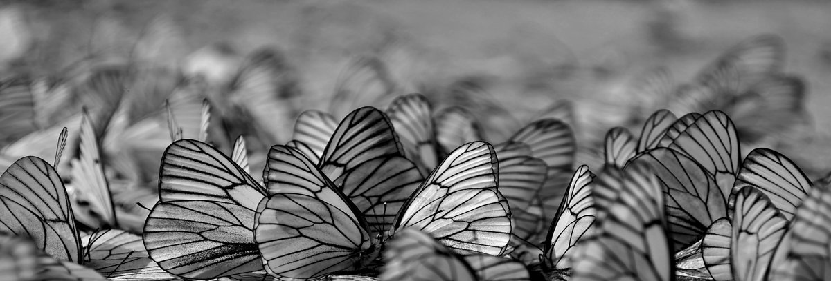 бал бабочек - Сергей Розанов