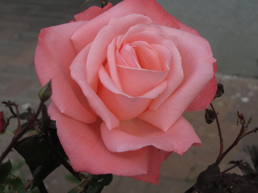 Зимняя роза - Герович Лилия 