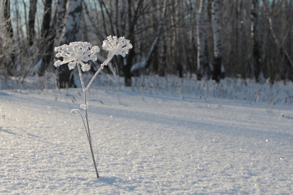 Зимний цветок - Андрей Синявин