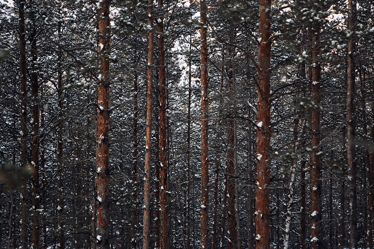 Корабельный лес. (Национальный парк Бурабай). - Arman 