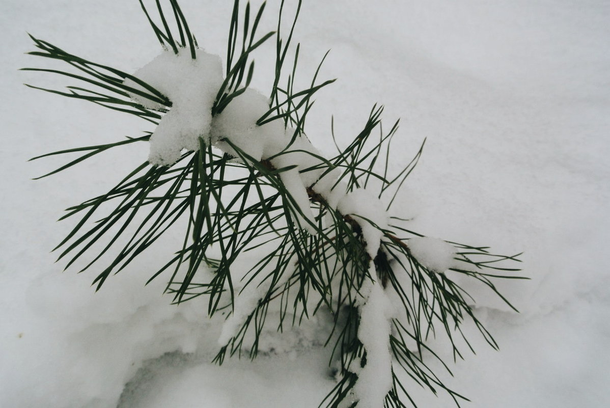 Веточка в снегу - Леля Курепина