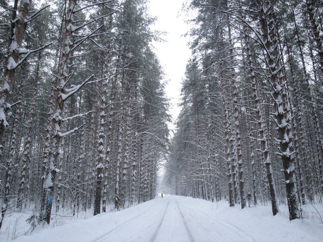 Зимний лес - Рамиль Шаяхметов