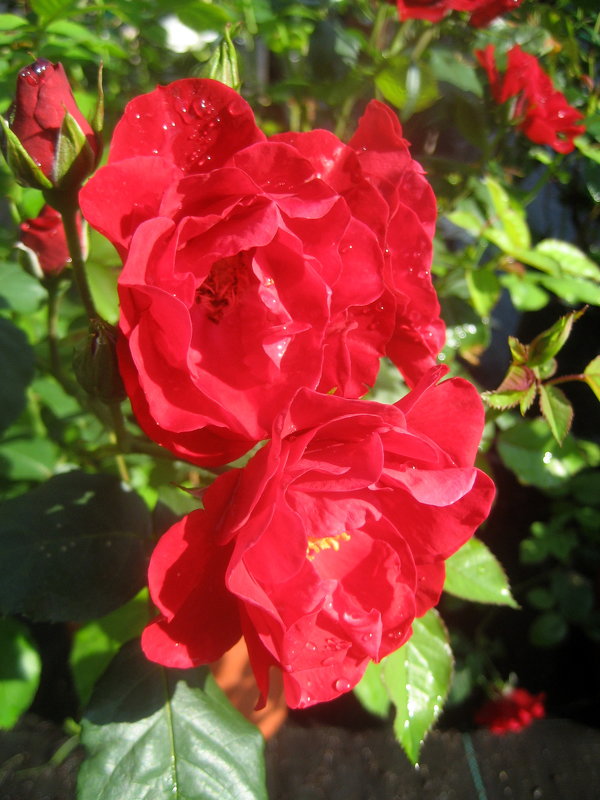 Красная роза - laana laadas