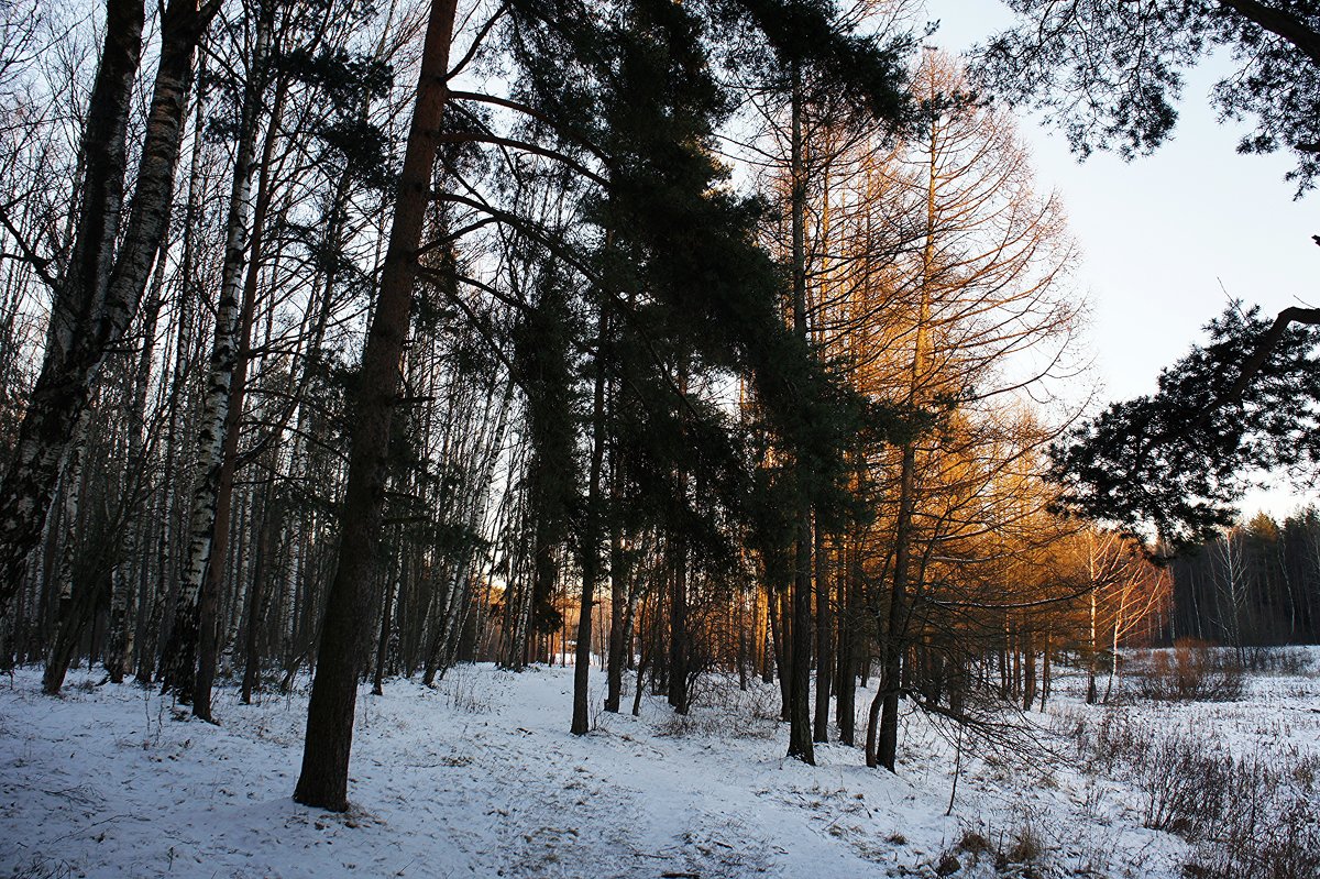 В парке - Елена Павлова (Смолова)