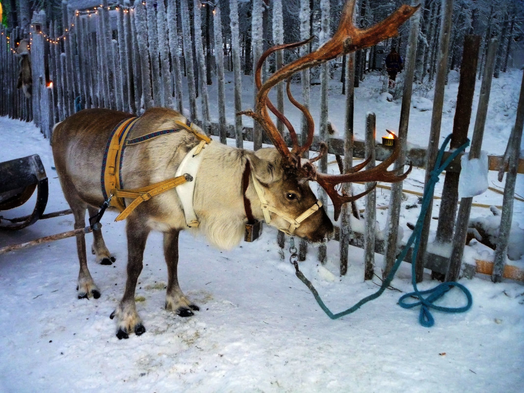 Северный олень - Лариса Корженевская