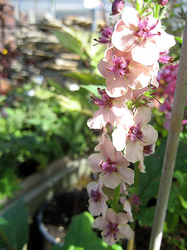 Verbascum " Southern Charm " / Коровяк (Вербаскум) - laana laadas