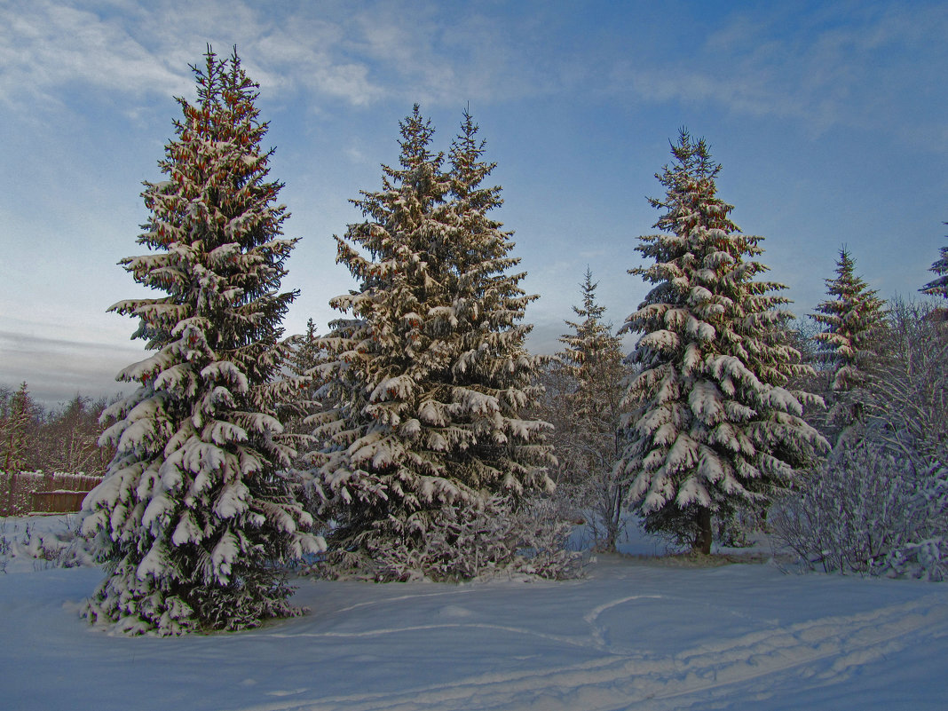 Зимний лес - Анатолий 