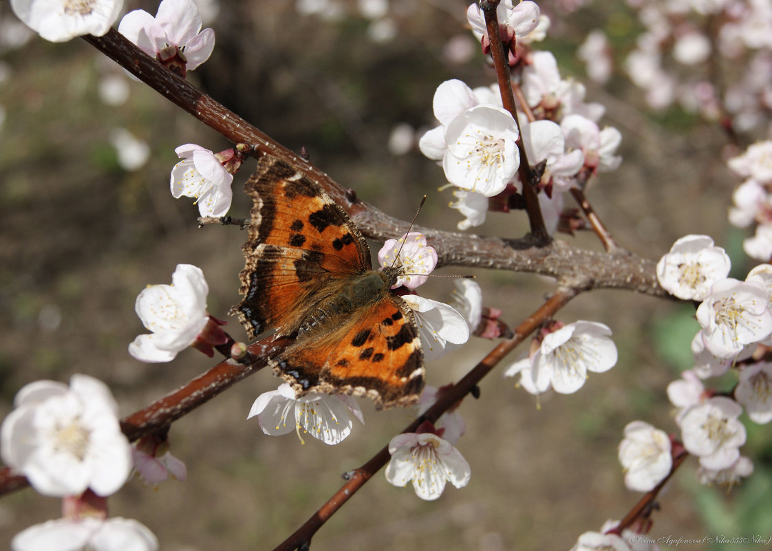 Весна на крыльях бабочки - nika555nika Ирина