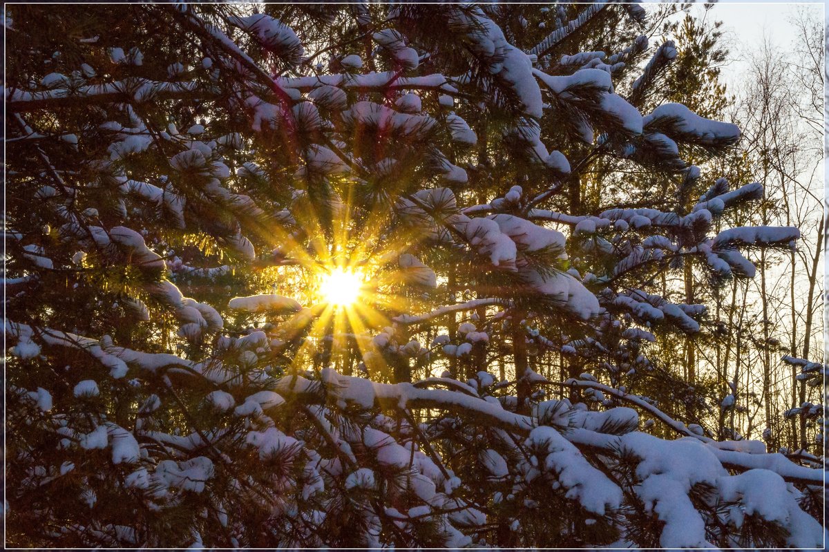 Зимние солнце - Андрей Дворников