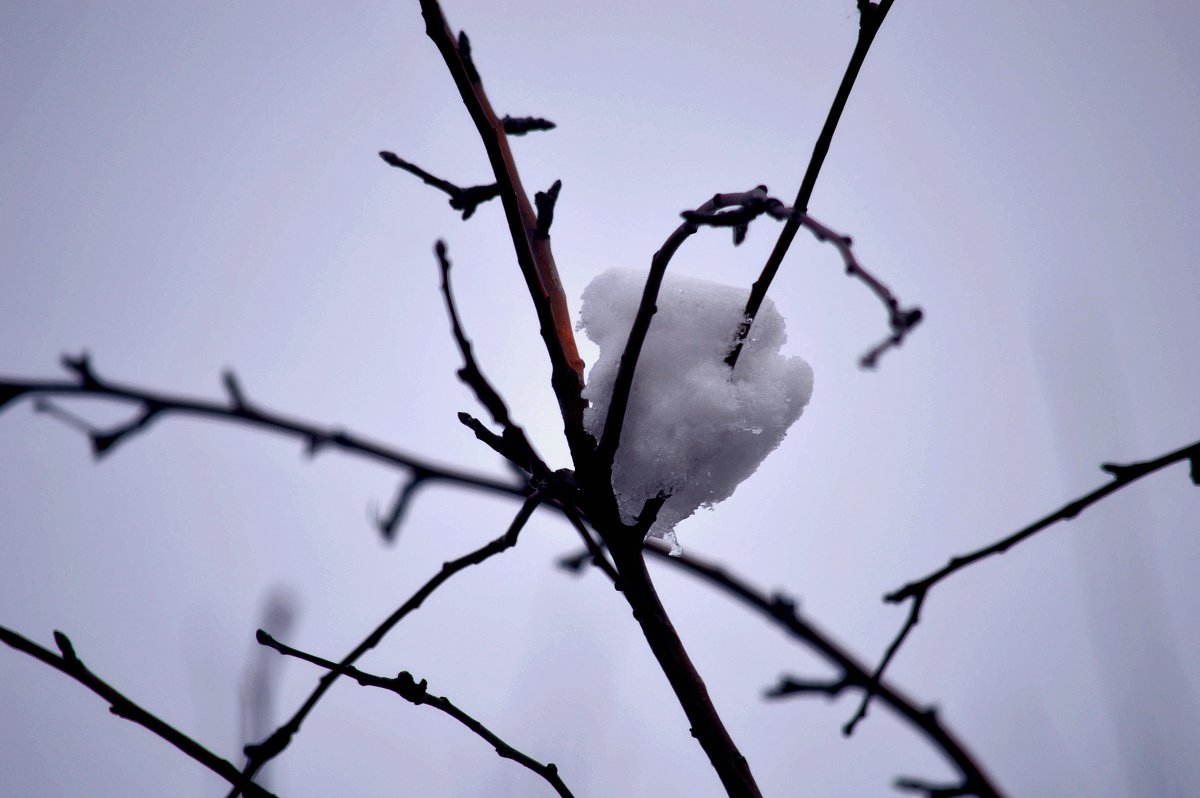 снежная птица на ветке - Игорь Попов