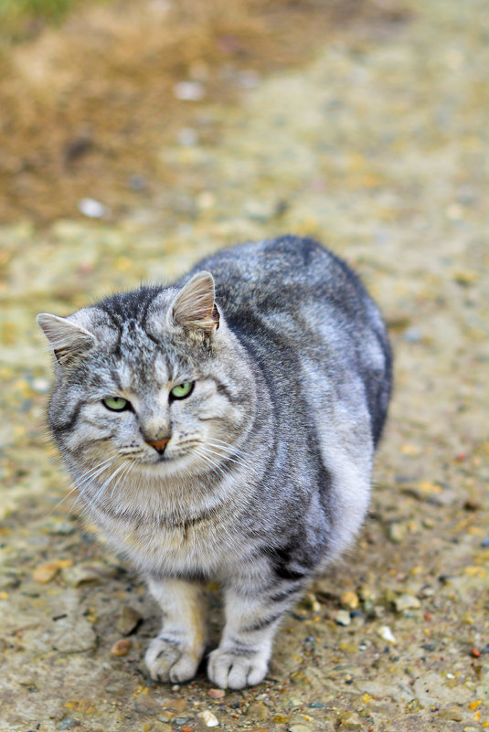 Котэ - Ксения Заводчикова