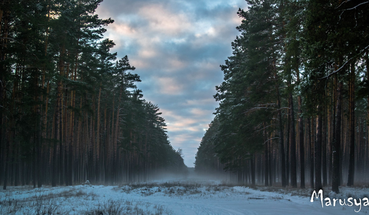 Лес в тумане - Мария Куцаева
