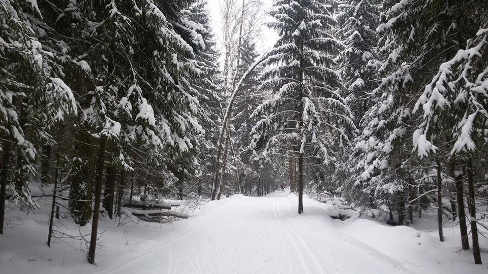 Зимний лес - Ярослава Машукова