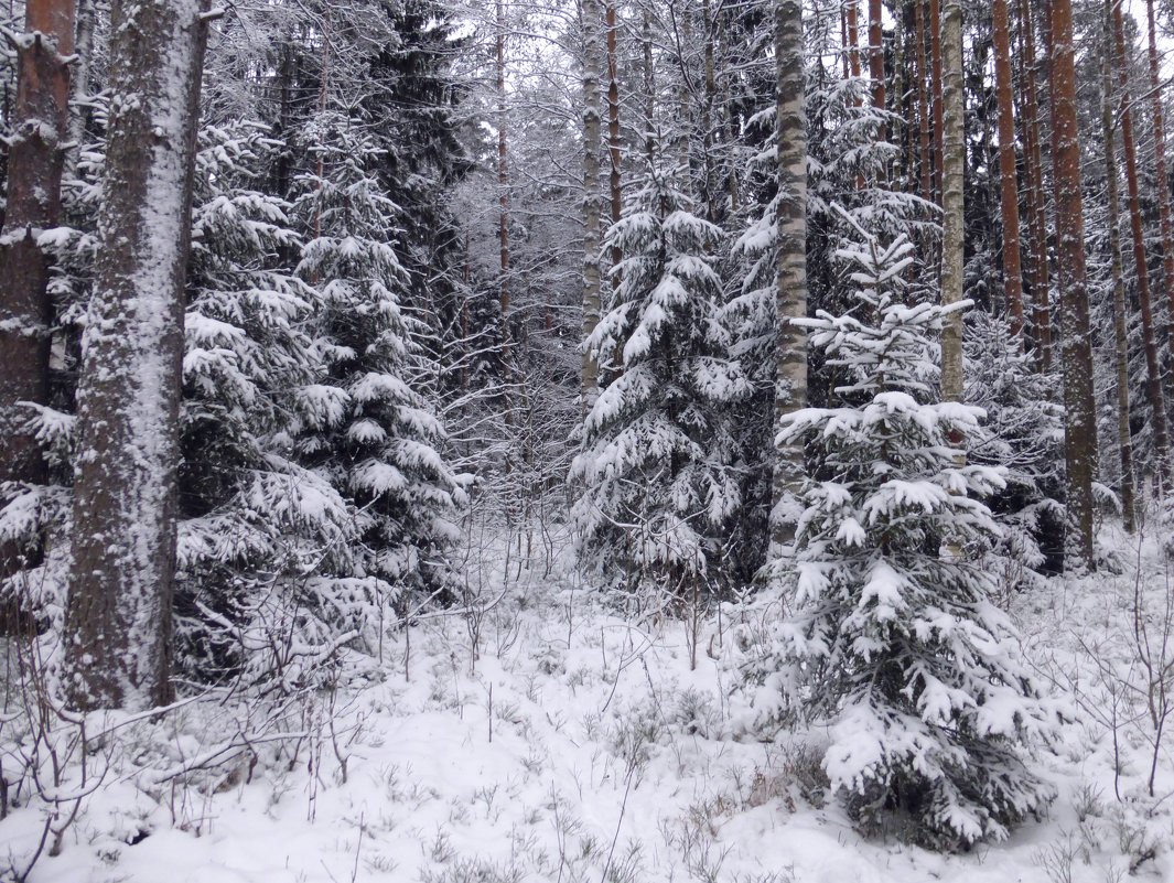 В зимнем лесу - Елена Грошева