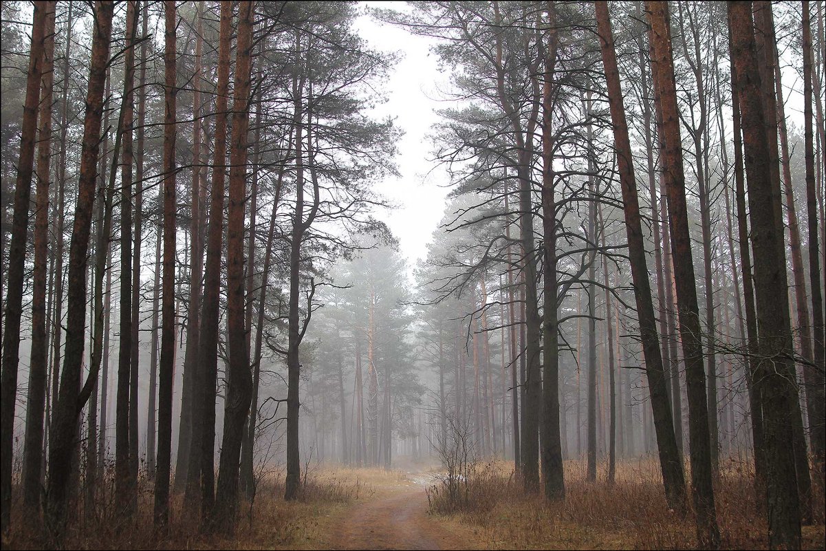 Лесной путь - Елена Ерошевич