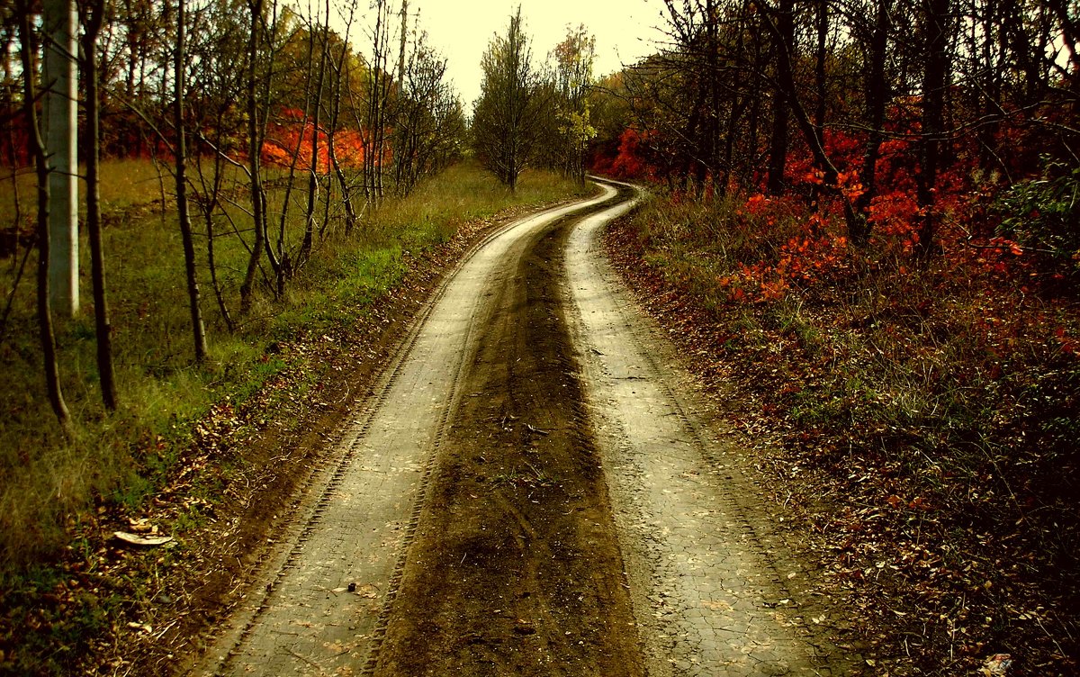 Дорога через лес - Вячеслав Емельянов