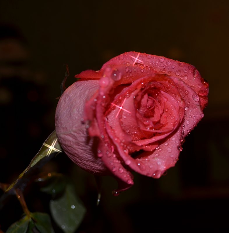 Розовая роза - Таня Фиалка