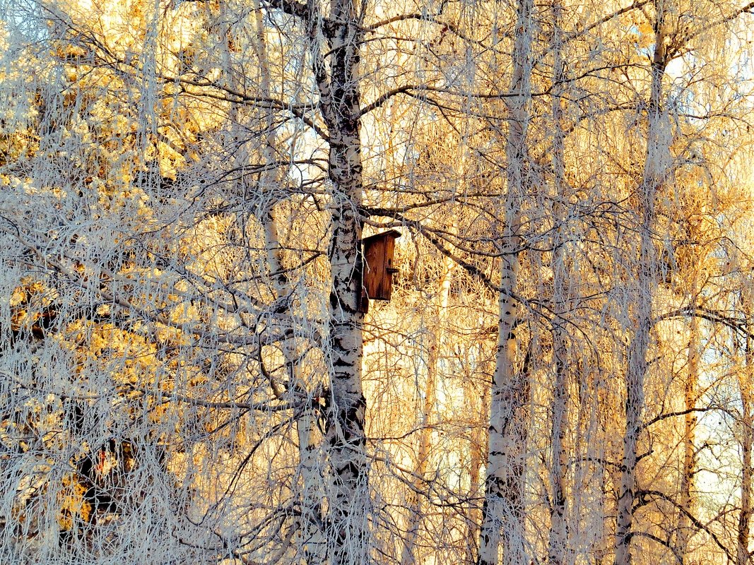 Скворечник - Ида Слизких