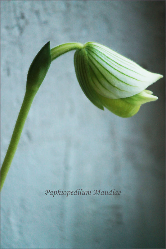 Paphiopedilum Maudiae Орхидея - Наталья Vorobjeva