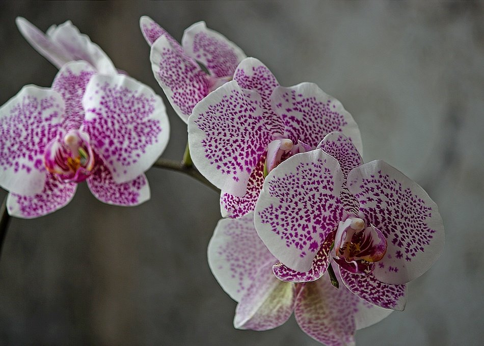 Орхидея доритинопсис Принцесса Весны - Ирина Приходько
