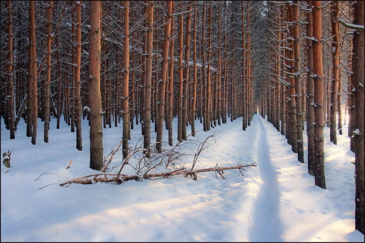 Тропинка в зимнем лесу - Николай Белавин