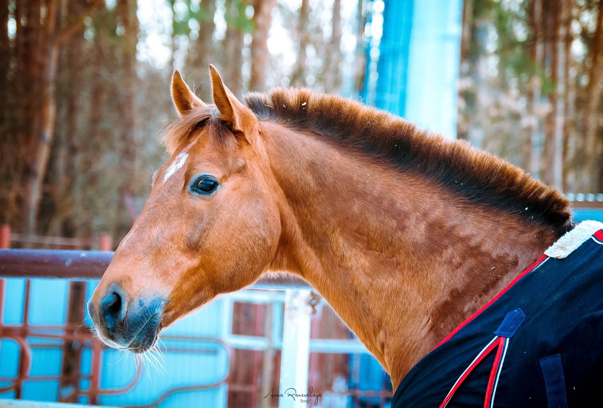 Для конника лошадь - больше, чем просто животное - Анна Раневская