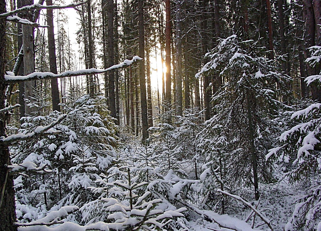 Полдень в зимнем лесу! - Андрей Синицын
