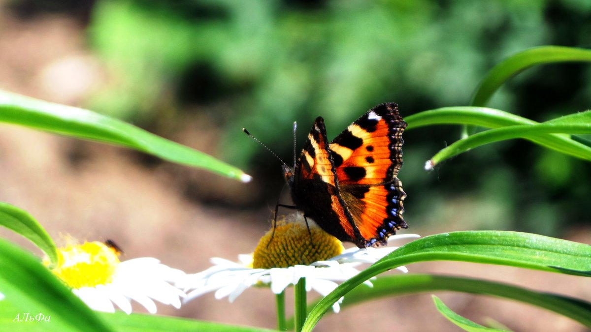 Бабочка на ромашке - Лилия Рахматуллина