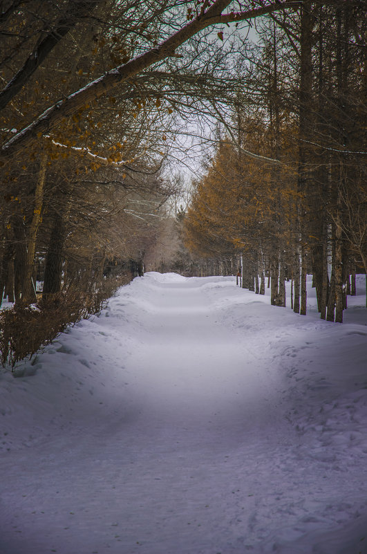 зимняя алея парка - Юрий Михайличенко