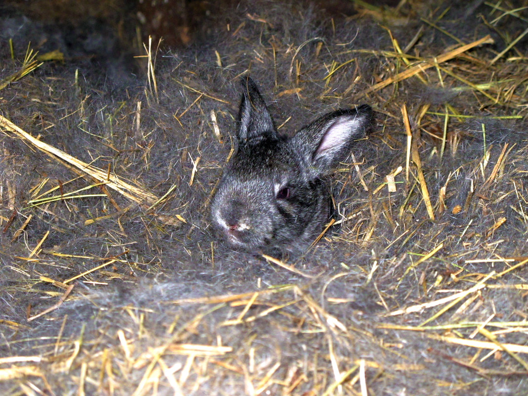 Крольчонок в гнезде - Константин Филякин