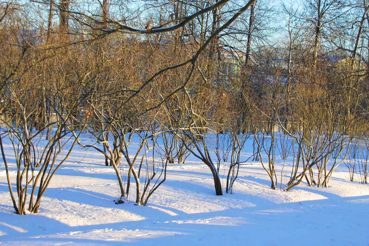 В зимнем парке... - Tatiana Markova