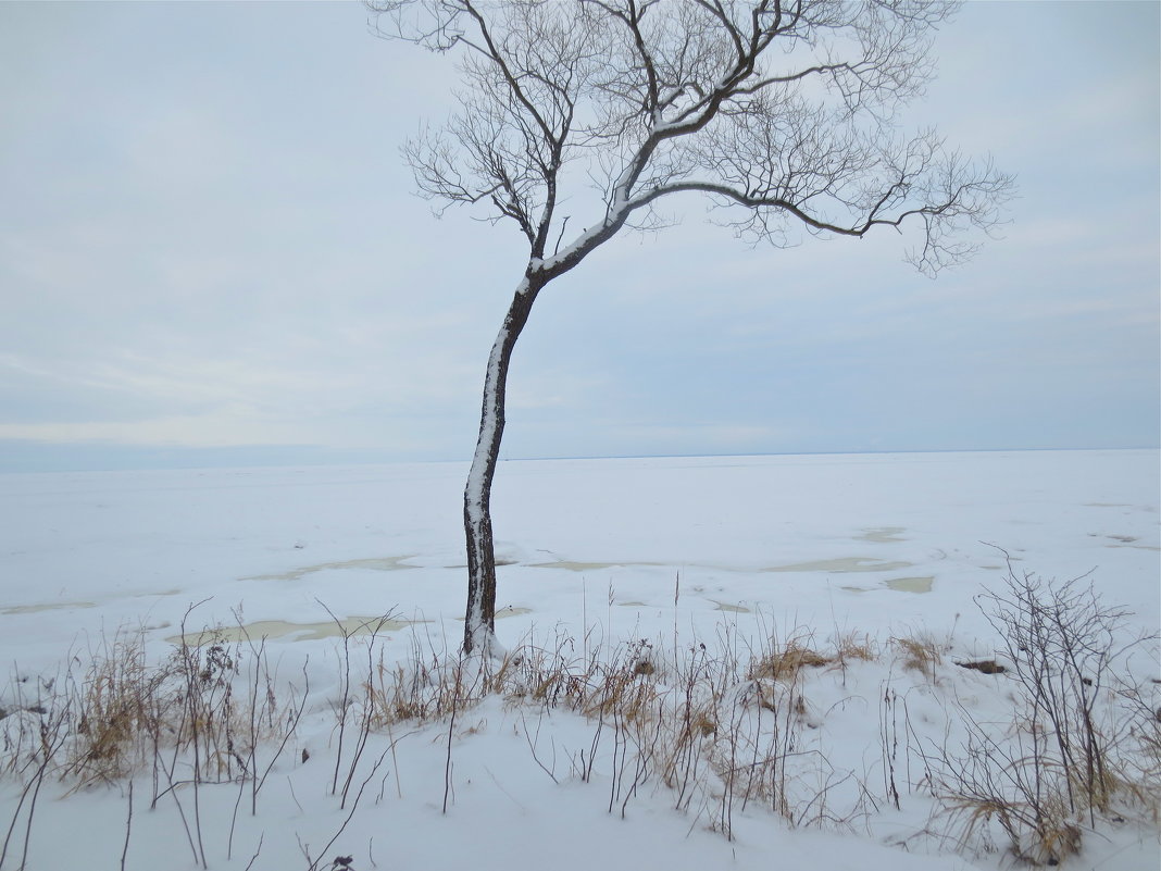 одинокое дерево у зимнего залива - Елена 