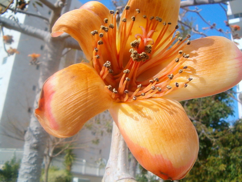 Цветок сэйбы - Герович Лилия 