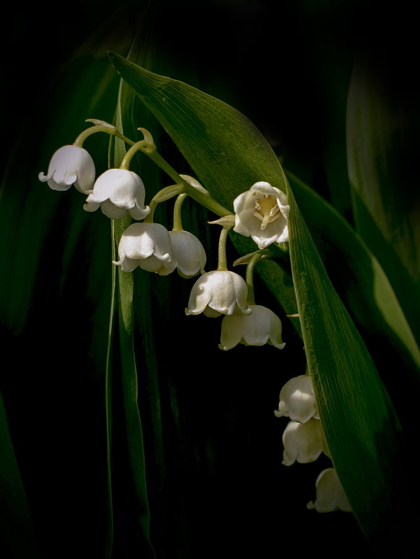 цветок серебристый - gribushko грибушко Николай