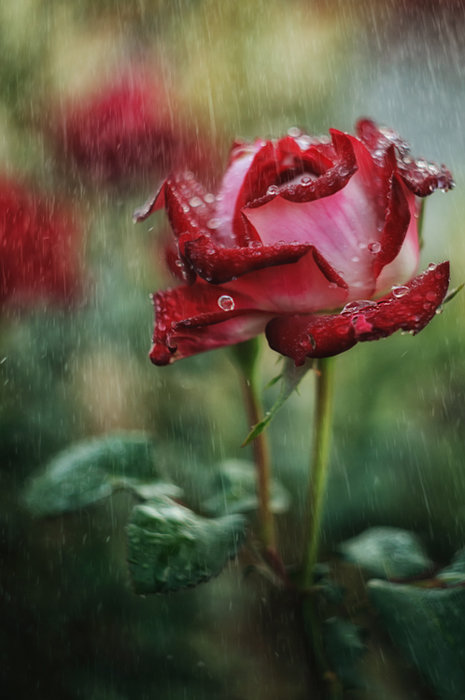 " Летний дождь... " - Светлана Лиханова
