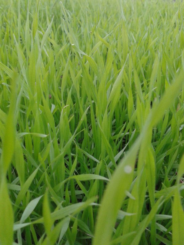Зелёная, зеленая трава - Валерия Кратенко