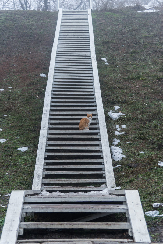 Лестница с котом - Сергей Волков
