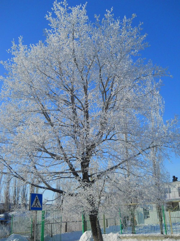 *** - Галина Медведева