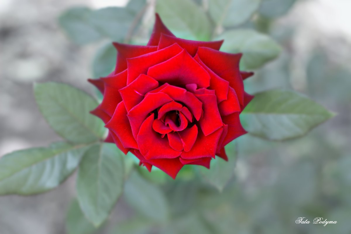 Красная роза - TATYANA PODYMA