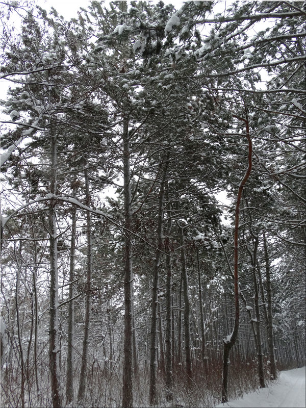 Прогулка по зимнему лесу ...2 - Тамара (st.tamara)